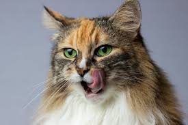 Jedoch können es sich nicht alle leute leisten, sich eine torte vom konditor backen zu lassen. Katzenkekse Backen Ideen Rezepte Aufbewahrung Zooplus