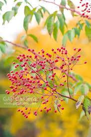 Image result for Grewia filipes