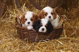 Their ears are chestnut in color with white blaze between the eyes and ears. Blenheim King Charles Spaniel Keyword Search Science Photo Library