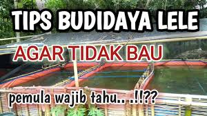 Budidayalele Tips Bagi Pemula Agar Air Kolam Lele Tidak Bau Youtube