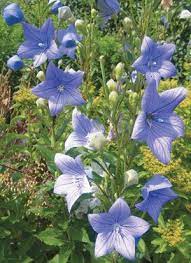 Balloon Flower Balloon Flower Or Bellflower Will Reward You With Lots Of Blue Blooms Even With Very Little Care Balloon Balloon Flowers Flowers Flower Garden