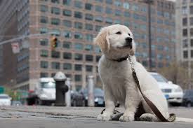 Other pups in rochester, ny. Golden Retriever Puppies Ny Free Dog Listings