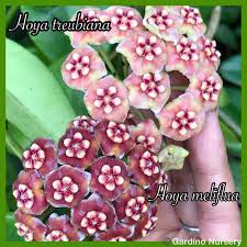 Hoya treubiana deze hoya enkele jaren geleden gekocht bij paul shirley als hoya fraterna (gps10057), maar wordt nu hoya treubiana genoemd. Hoya Plants On Twitter Hoya Treubiana Top Hoya Meliflua Bottom Gorgeous