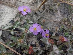 Image result for Antherotoma