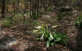 Image result for Crinum crassicaule