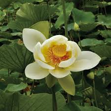Image result for Nymphaea lotus