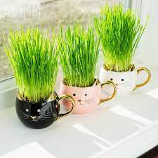 Organic Cat Grass Growing Kit What Is Cat Grass Perfect Plants Cat Grass Pet Grass Perfect Plants