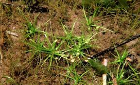 Image result for Subularia