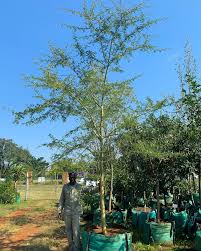 Image result for Acacia xanthophloea