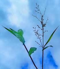 Image result for Acroceras zizanioides