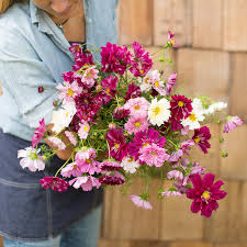 Image result for Cosmos bipinnatus `Double Click`