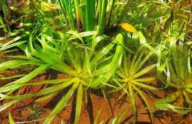 Image result for Blyxa aubertii