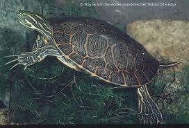 Image result for Pseudechinolaena