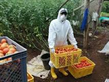 Galápagos busca ser autosostenible en producción agrícola ...
