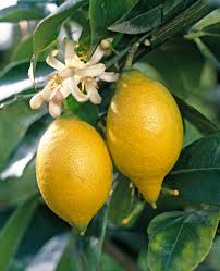 Image result for Citrus × limon