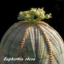 Image result for Euphorbia distinctissima