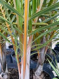 Image result for Dypsis decaryi
