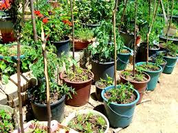 Bu noktada üretimimiz olan hobi duvar saksıları devreye giriyor hobi duvar saksılarımız ile dikey tarım yapabilirsiniz böylece balkon duvarlarınız yan duvarlar alınlar güneş alan tüm duvarlarınızı sebze yetiştirmek için. Sebze Uretimi Erol Okutucu Kisisel Web Sitesi