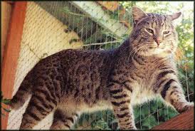 Its A Pixie Bob Cat Crossed Bobcat Lines With Domestic Kitty Lines I So Want One Of These Guys Pixie Bob Cats Domestic Cat Breeds Cat Breeds