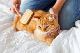 Kedi Bebek Sampuani Veya Sabun Ile Yikanir Mi Kizlarsoruyor