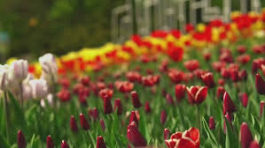 According to the usda plant hardiness zone map, florida is in zones 8, 10 and 11. Canadian Tulip Festival Prepares For Locally And Online Festival In Ottawa Due To Covid 19 Ctv News