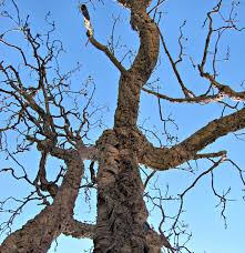 Some trees ideally suited for this situation are 'twisted growth' deodar cedar and 'hillside upright' spruce. Twisted Cork Tree Branches Free Stock Photos Rgbstock Free Stock Images Tacluda September 13 2011 8