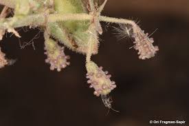 Image result for Commicarpus grandiflorus