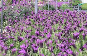 Lavender flowers for sale near me. Beautiful French Lavender Or Lavandula Pedunculata Or Butterfly Lavender Flowers Seedlings In Pots In Garden Shop Stock Image Image Of Background Flora 138576339