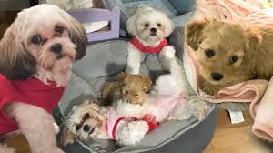 1st shots, dewormed, and vet checked. Shih Tzu Maltese Shih Tzu Mix Maltese Yorkie Mix Youtube