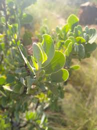 Image result for Lopholaena sp.no.1