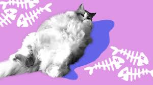 got a fat cat these weight loss tips will help trim your