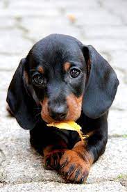 Pin On Imagenes De Perros