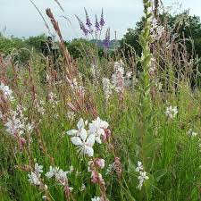 Image result for Vernonia centaureoides