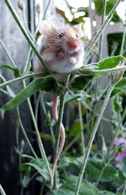 Mr Mouse Hanging Around Cute Small Animals Cute Animals Pet Mice