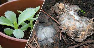On the other hand, if you are extremely sensitive to mold allergies, you might not want to take any risks. Mold On Plant Soil How To Get Rid Of Mold On Houseplant Soil