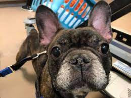 Every year paws atlanta helps hundreds of homeless dogs find loving homes through adoption. Louie The 5 Year Old French Bulldog Is Atlanta Humane Society Facebook