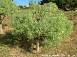 Image result for Euphorbia jubata