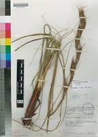 Image result for Tetraria