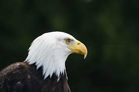 Nila Sivatheesan On Instagram Dyk A Bald Eagle Gets Its Name Not For Being Bald But For Its White Head At One Time The Bald Eagle Whiteheads Hairless
