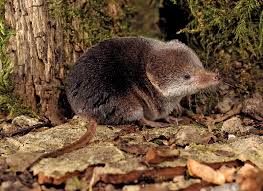 Shrew identification and biology ^. Shrew Habitat Facts Britannica