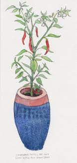 The plant is native to parts of. Goat Horn Pepper Seeds Pepper Plants Illustration Watercolor Illustration