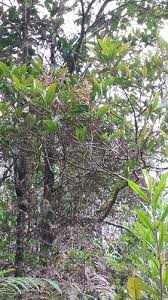 Image result for Dichaetanthera