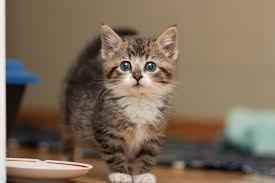 Mixed breed cats, on the other hand, help produce pets. At What Age Will My Cat Stop Growing Comfort Zone