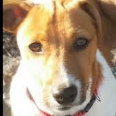 You'll receive email and feed alerts when new items arrive. Drontal Side Effects Health Nutrition Grooming Dogz Online Forums