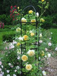 Die Schonsten Blumen Englische Rosen Rosensorten Garten Englische Rosen Gartenrosen