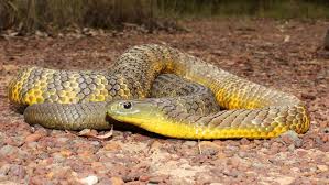 Black And Yellow Banded Snake Texas Mainland Tiger Snake Notechis Scutatus A Highly Variable Species Which Does Not Always Display The Distinctive Tiger Snake Australian Animals Reptile Snakes