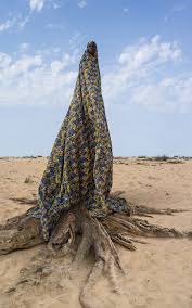 Image result for Mayaca baumii