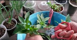 Menyiram anak pokok cili denagan teknik yang betul. Tanam Pokok Cili Cara Pangkas Tak Perlu Semai Mudah Dan Cepat Tumbuh Mingguan Wanita