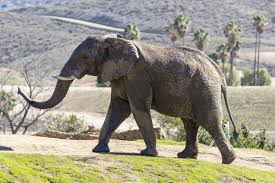 An african elephant is one of the largest types of african animal you will see when on an african safari. Animal Activists Put San Diego Zoo Global On Annual List Of Ten Worst Zoos For Elephants The San Diego Union Tribune