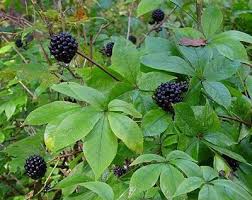 Image result for Eleutherococcus